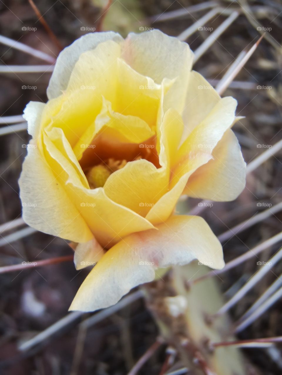 opuntia flower