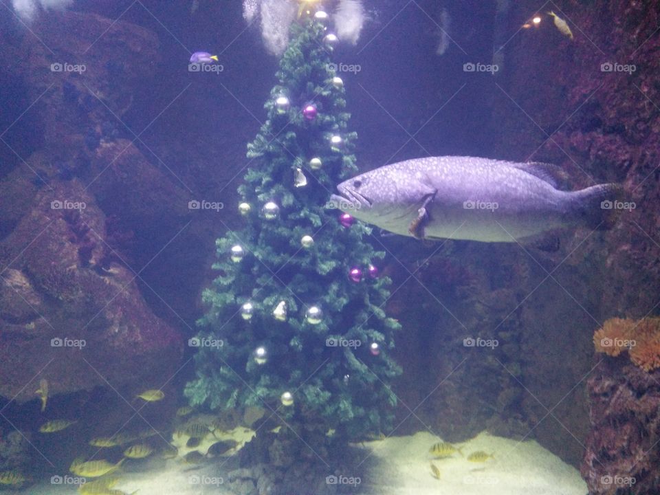 fish and Christmas tree