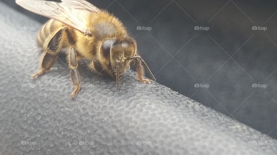 Bee on surface. Bee close up.