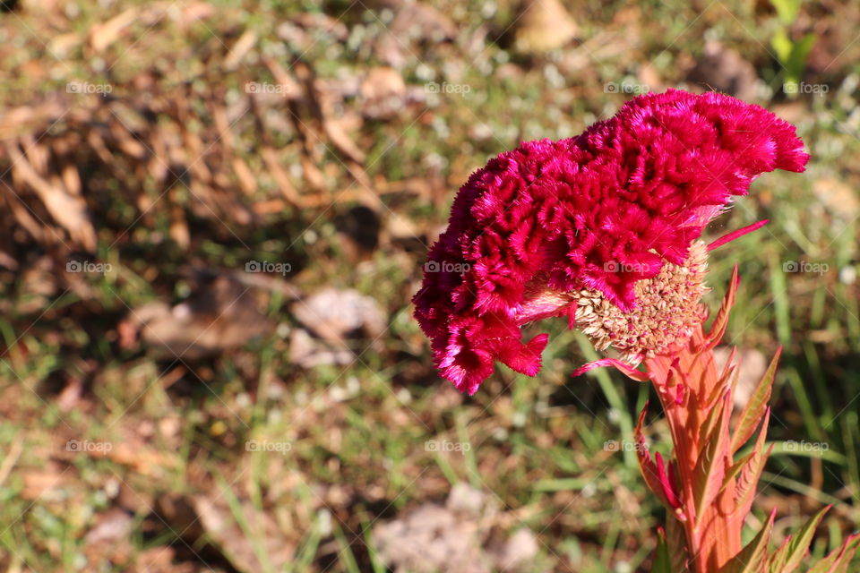 Celosia argentea