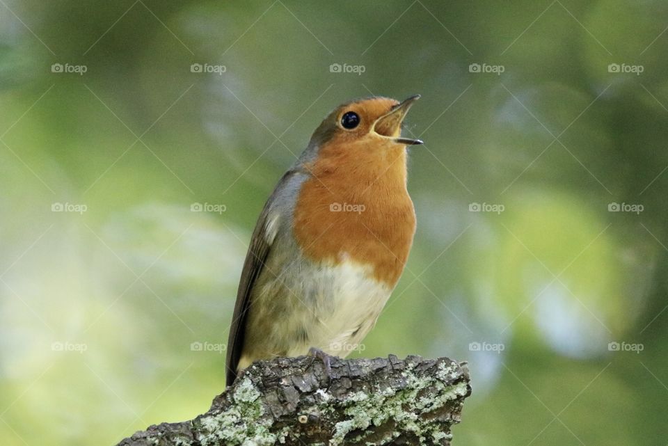 Robin