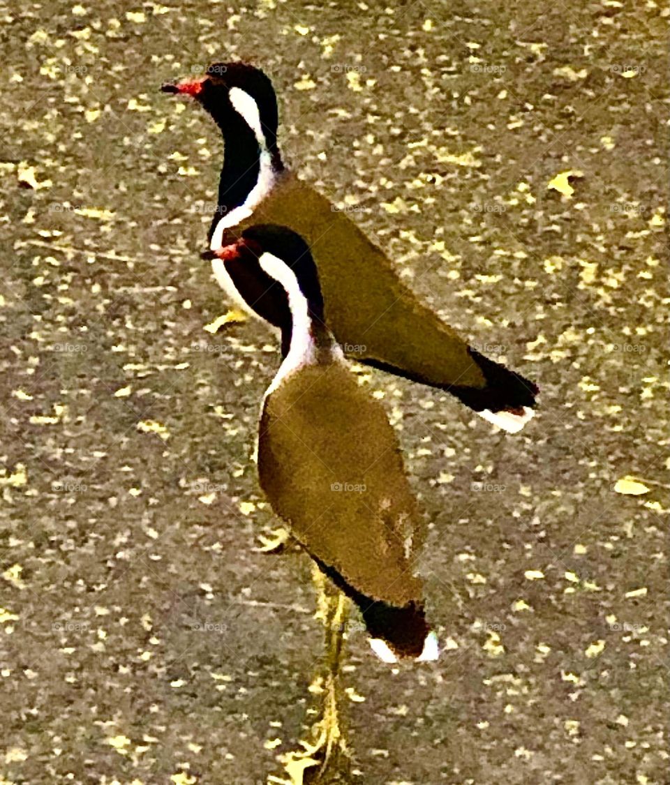 Upload the photo of the month March