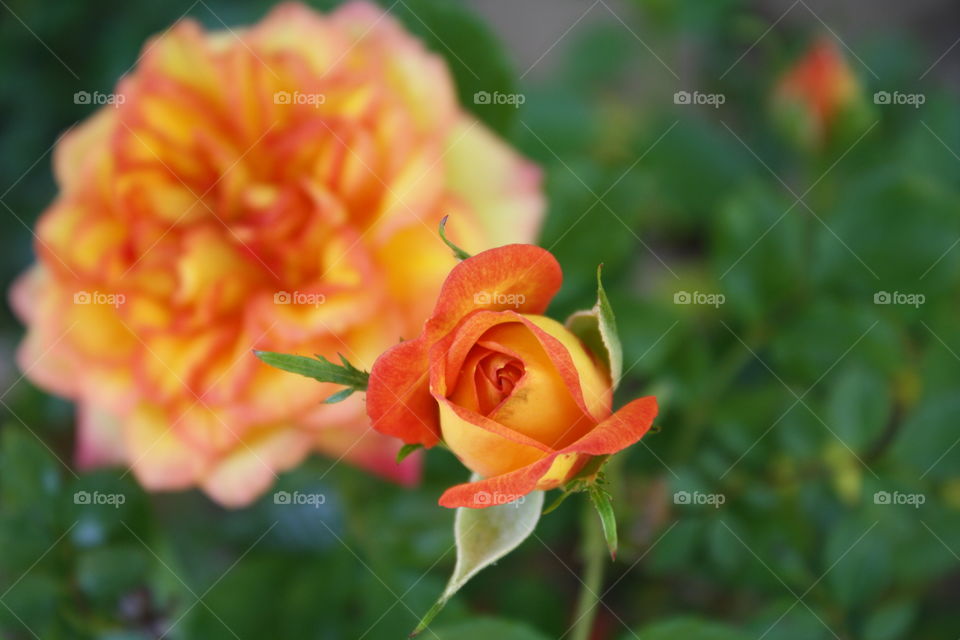 Miniature Miniature Yellow Rose with Orange and Red Edges blooming with a fully bloomed rose in the background (Other names: Rainbow’s End Roses; Ring of Fire)