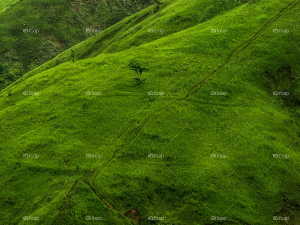 The Greenish Mountain Top, Captured during my Mountain Hike at the Nearby Mountain of Gabaldon, Nueva Ecija, Philippines..Vantage Point..