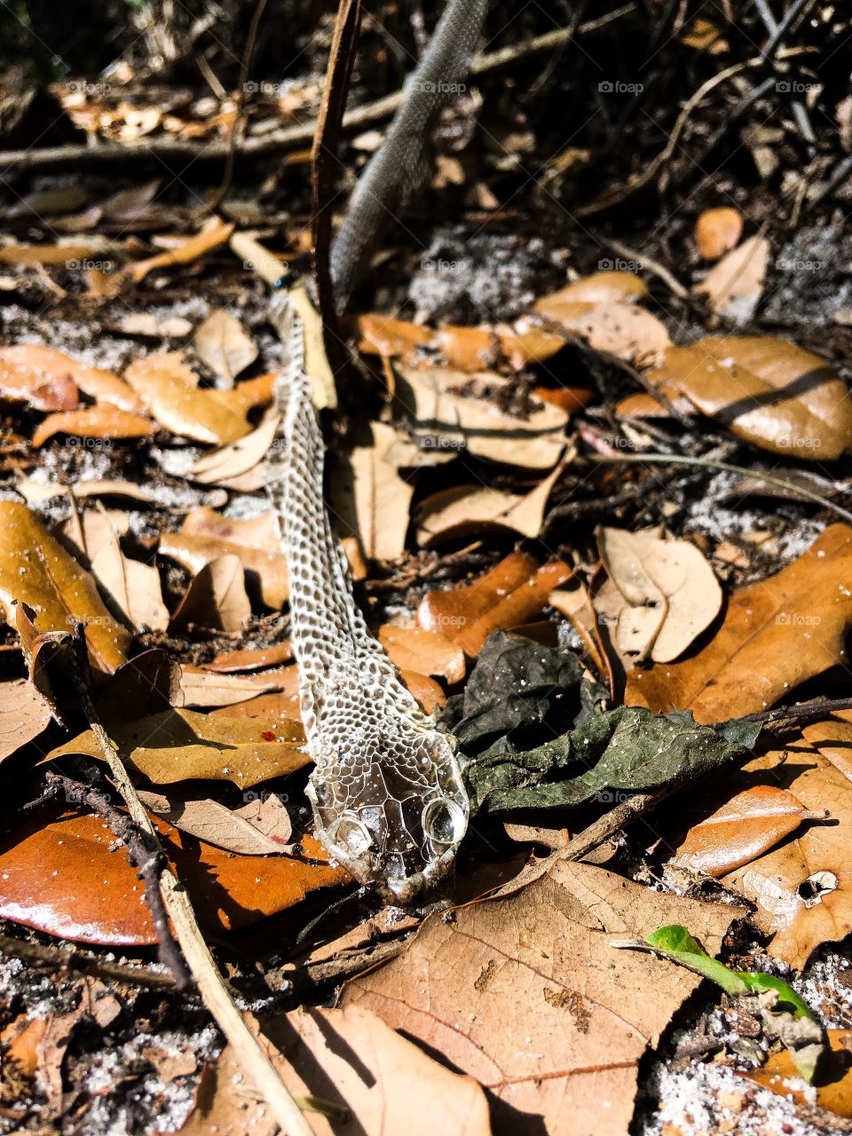 Nature walks in a South Florida forest