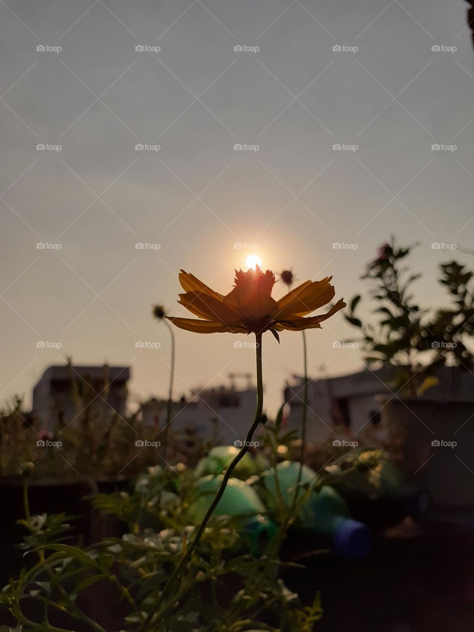 the sun resting on the flower, the beauty is unbelievable.