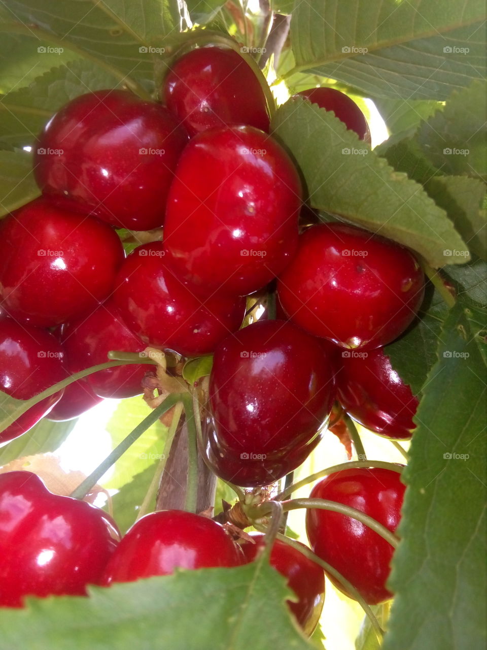 cherry in tree