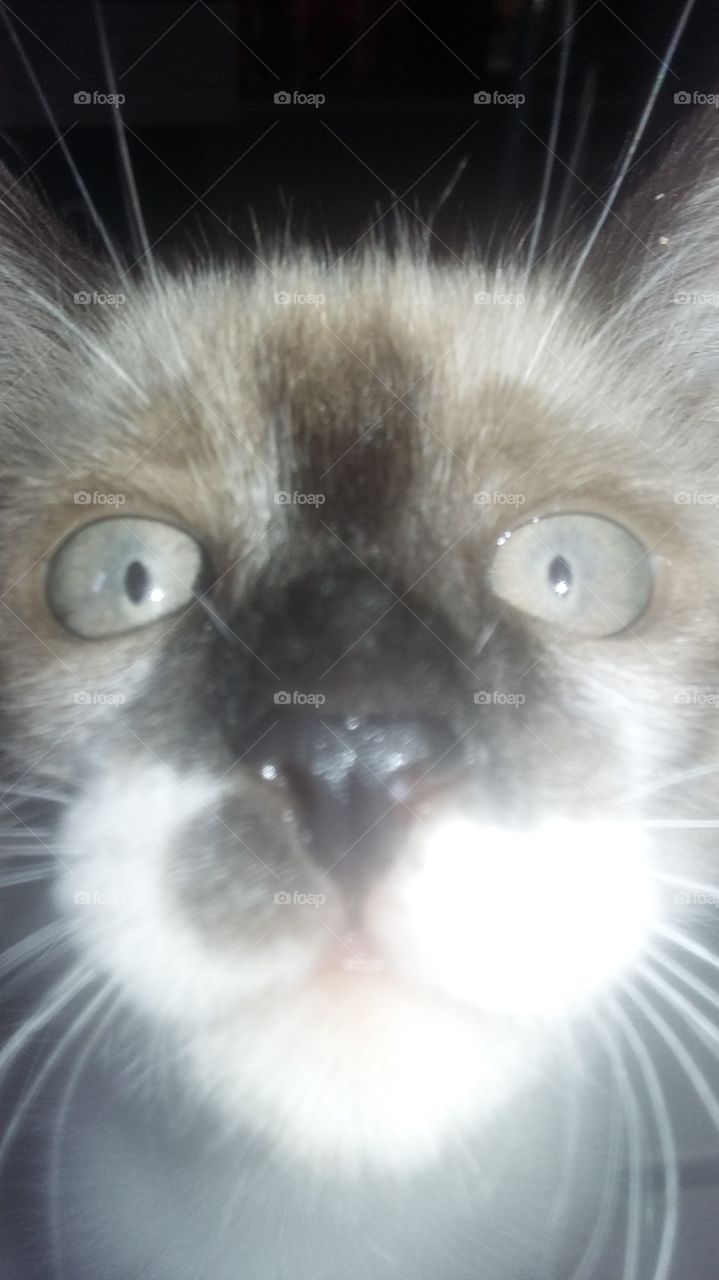 catface