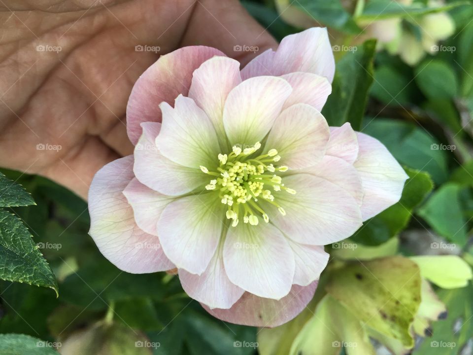 double hellebore