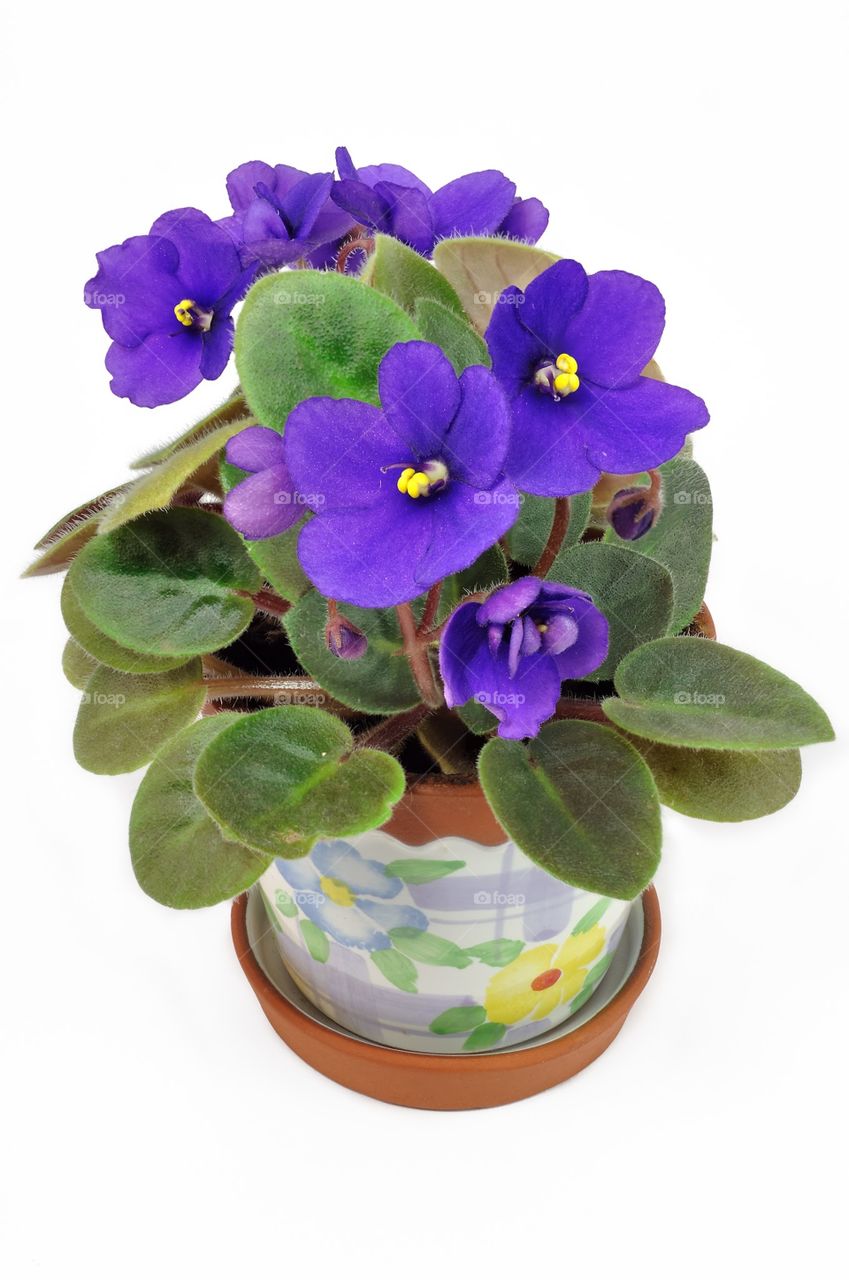 Pot with violet