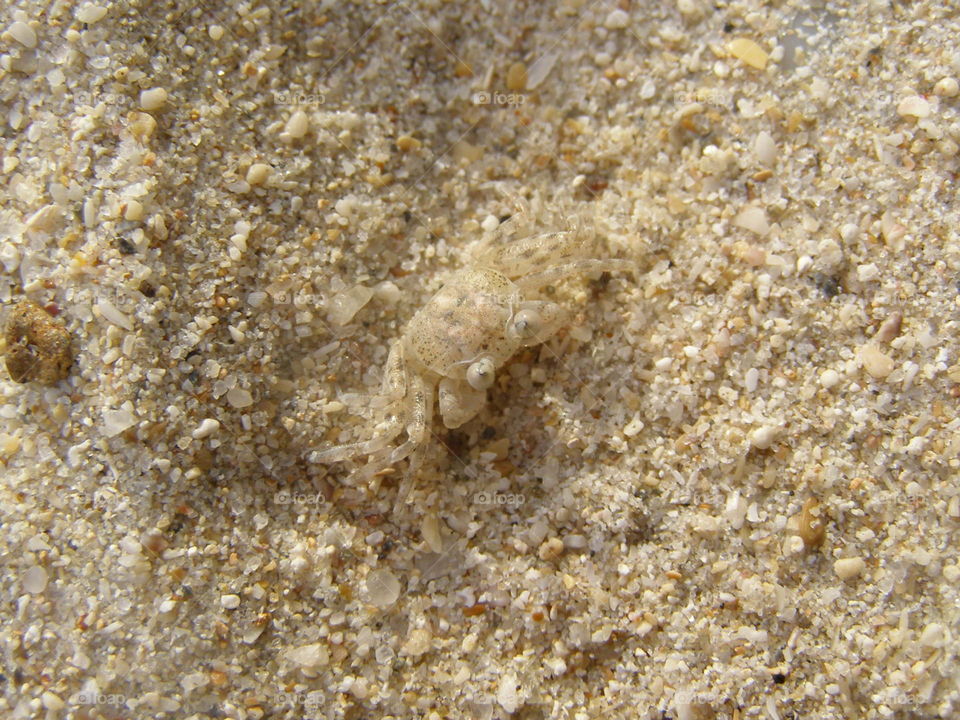 Sand crab