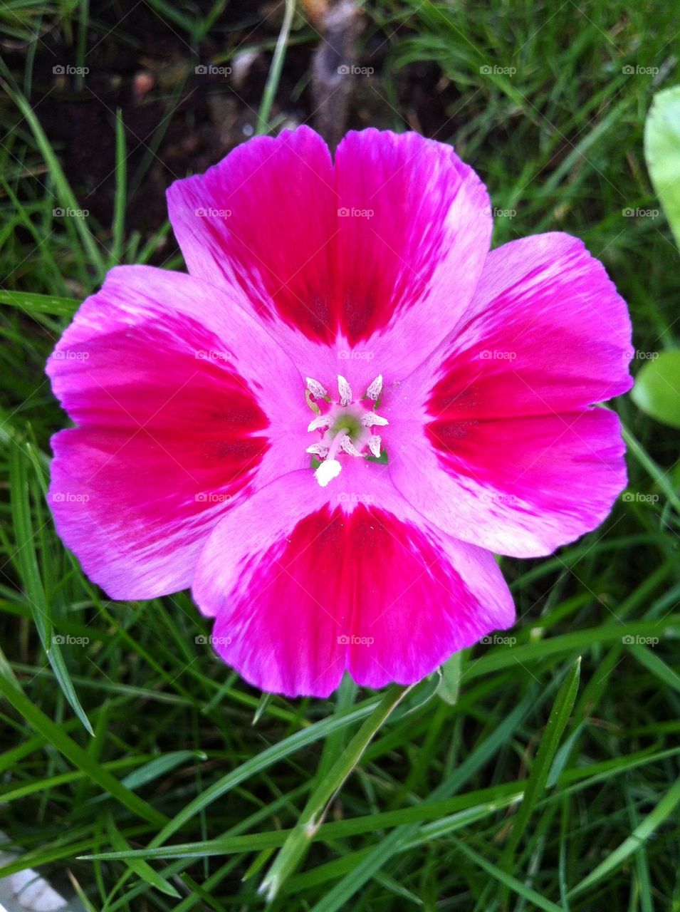 From wild flower mix 