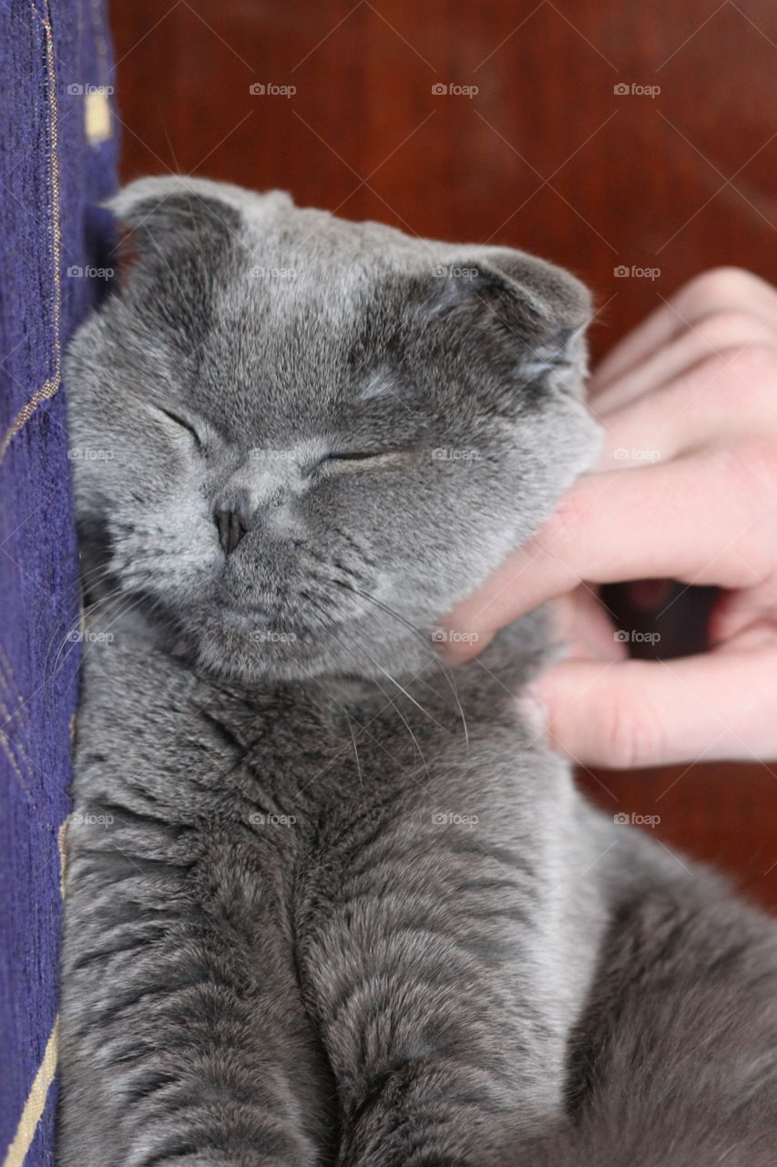 Scottish fold cat relax, enjoy and close eyes