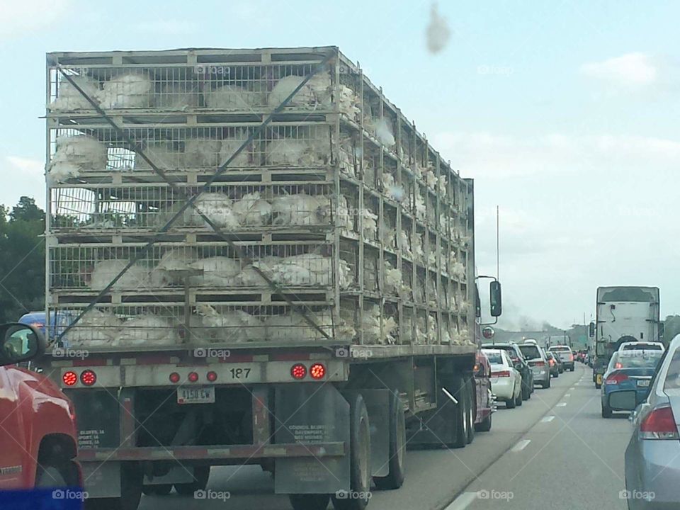 Turkeys or chickens being transported