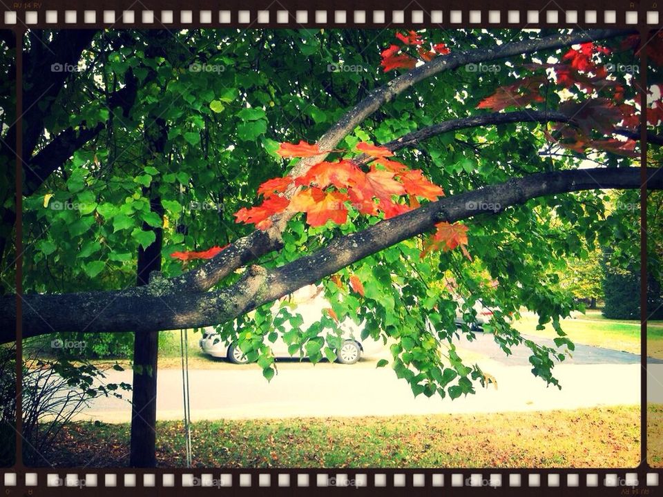 Red, leaf, fall, autumn