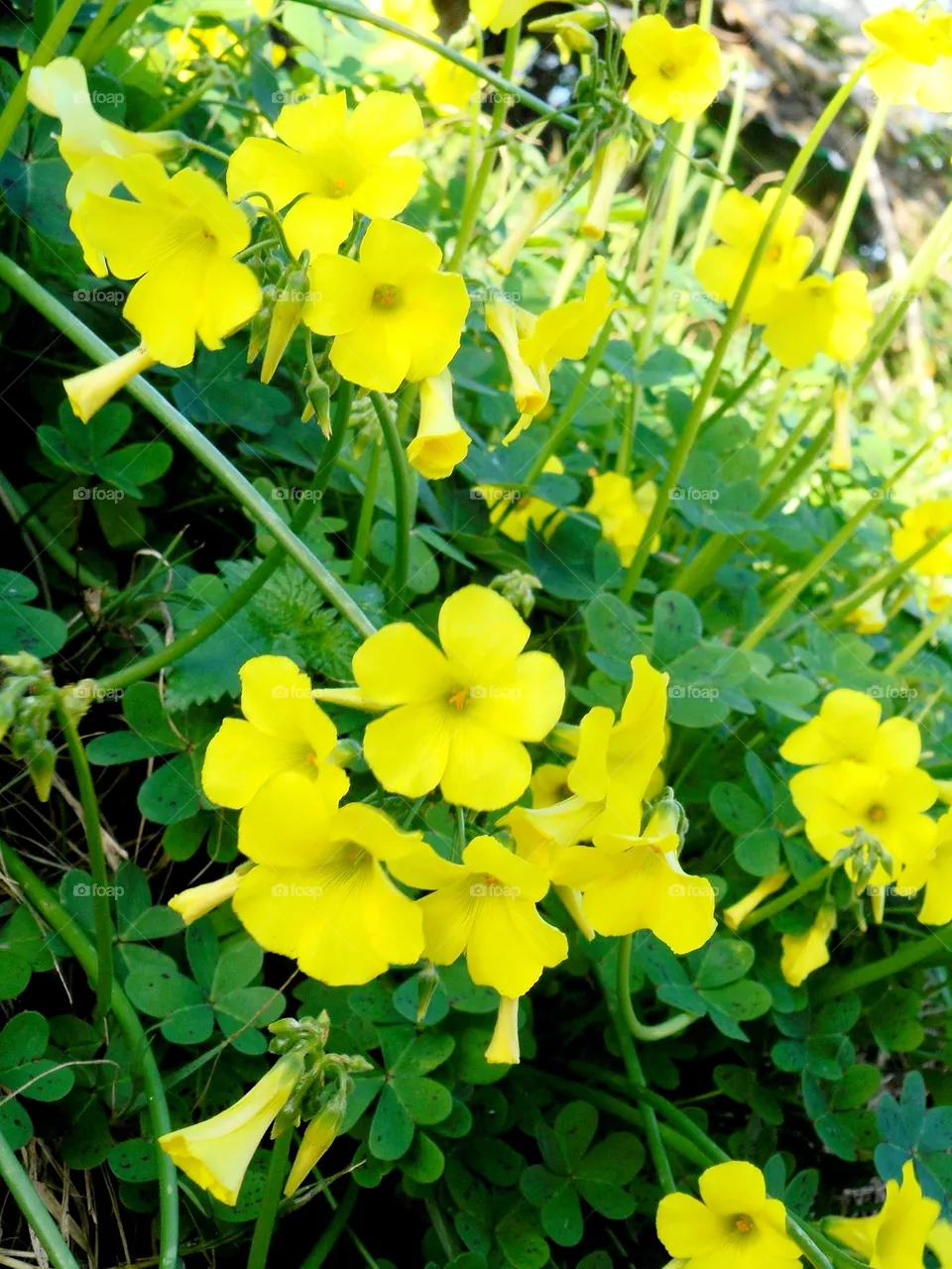 Bright yellow oxalis