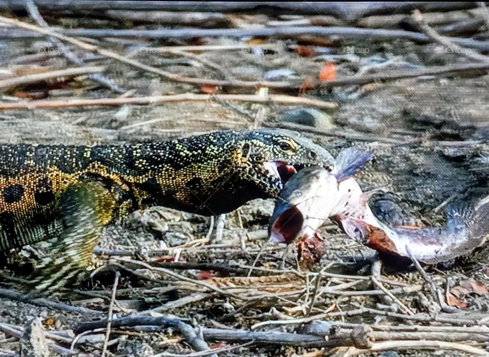 a lézard attacks one bird