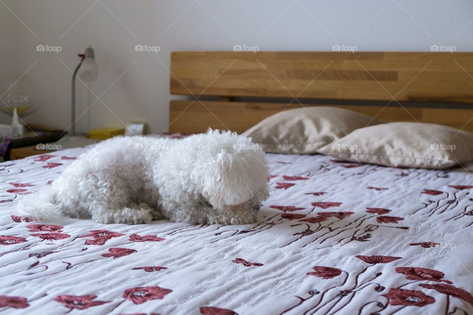 cute Bichon dog on the bed