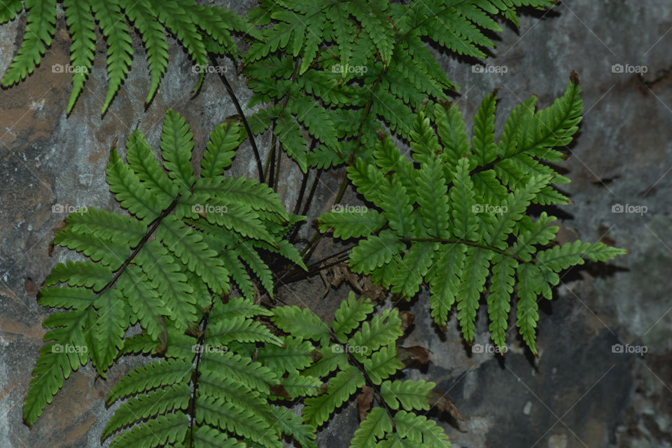 Fern/Samambaia.