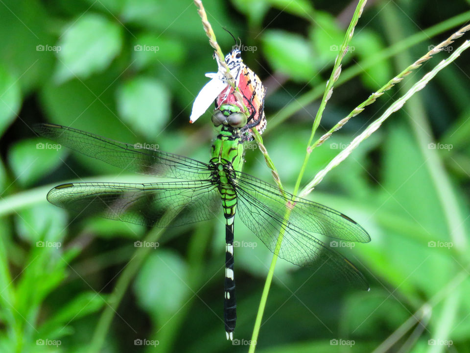 Dragonfly thinks she has dinner