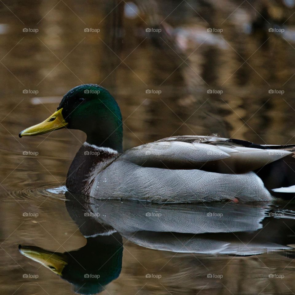 Mallard duck reflection in water