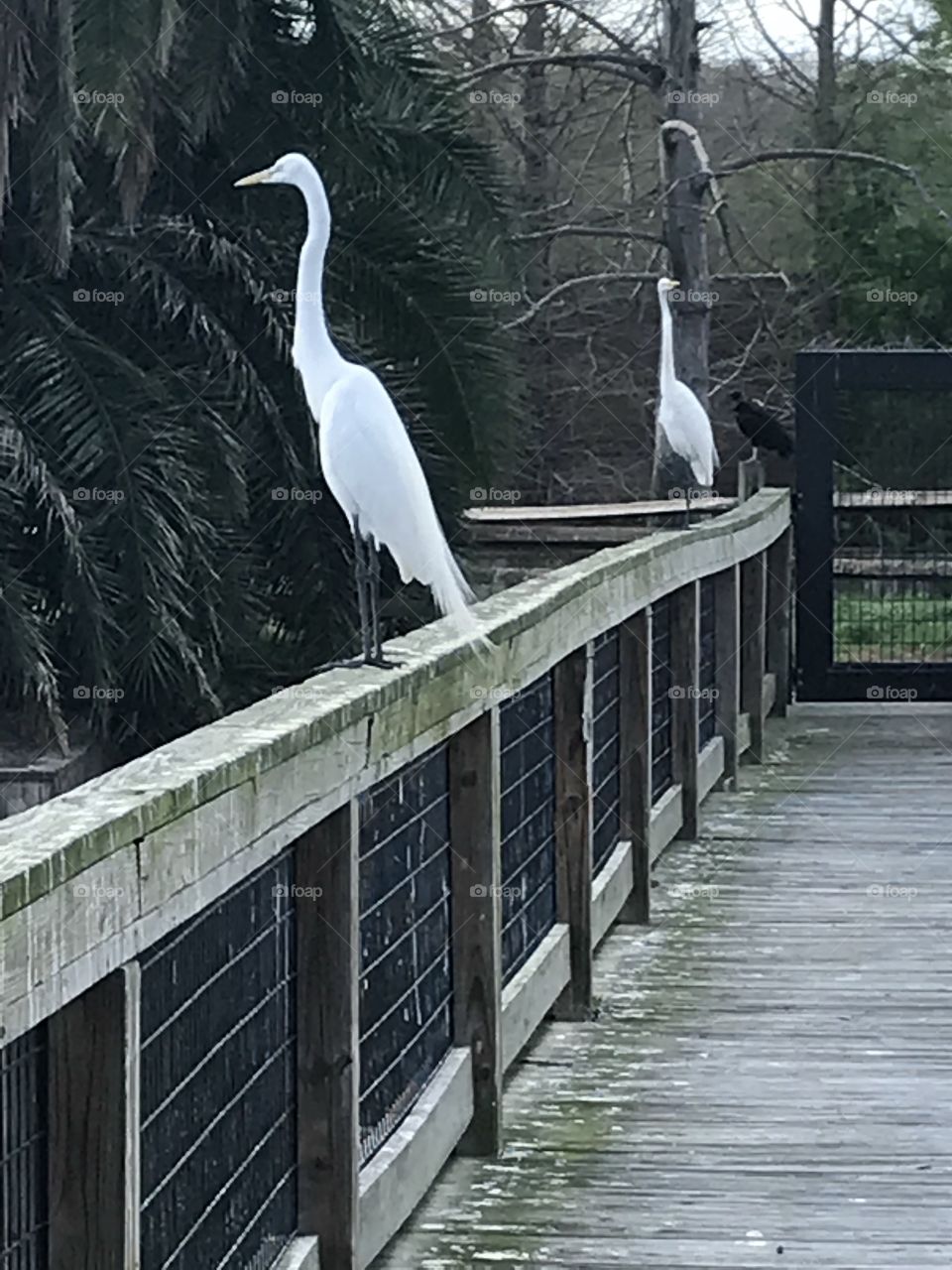 Two white cranes on a sub drenched bridge in Florida 