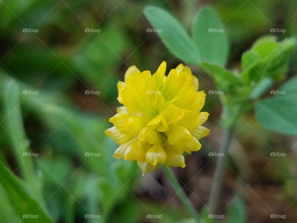 tiny yellow blossom