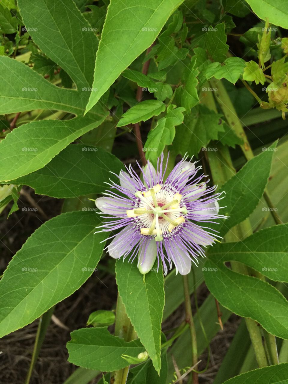 Wild passion fruit flower 