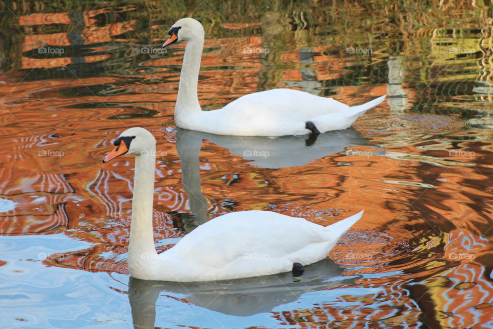 Swans on the grand union canal 
