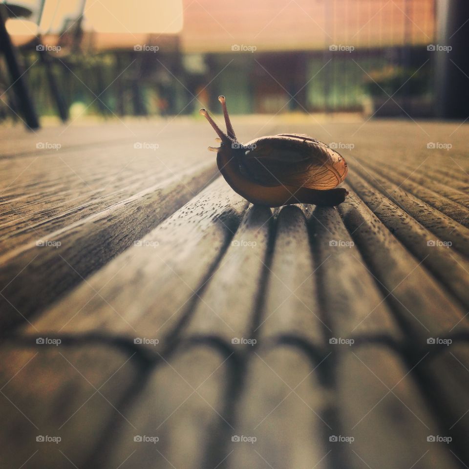 snail on wooden floor. snail crawling on wooden floor