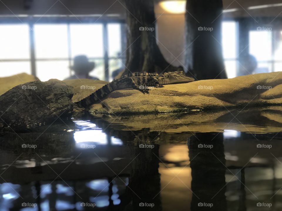 alligator (2017)