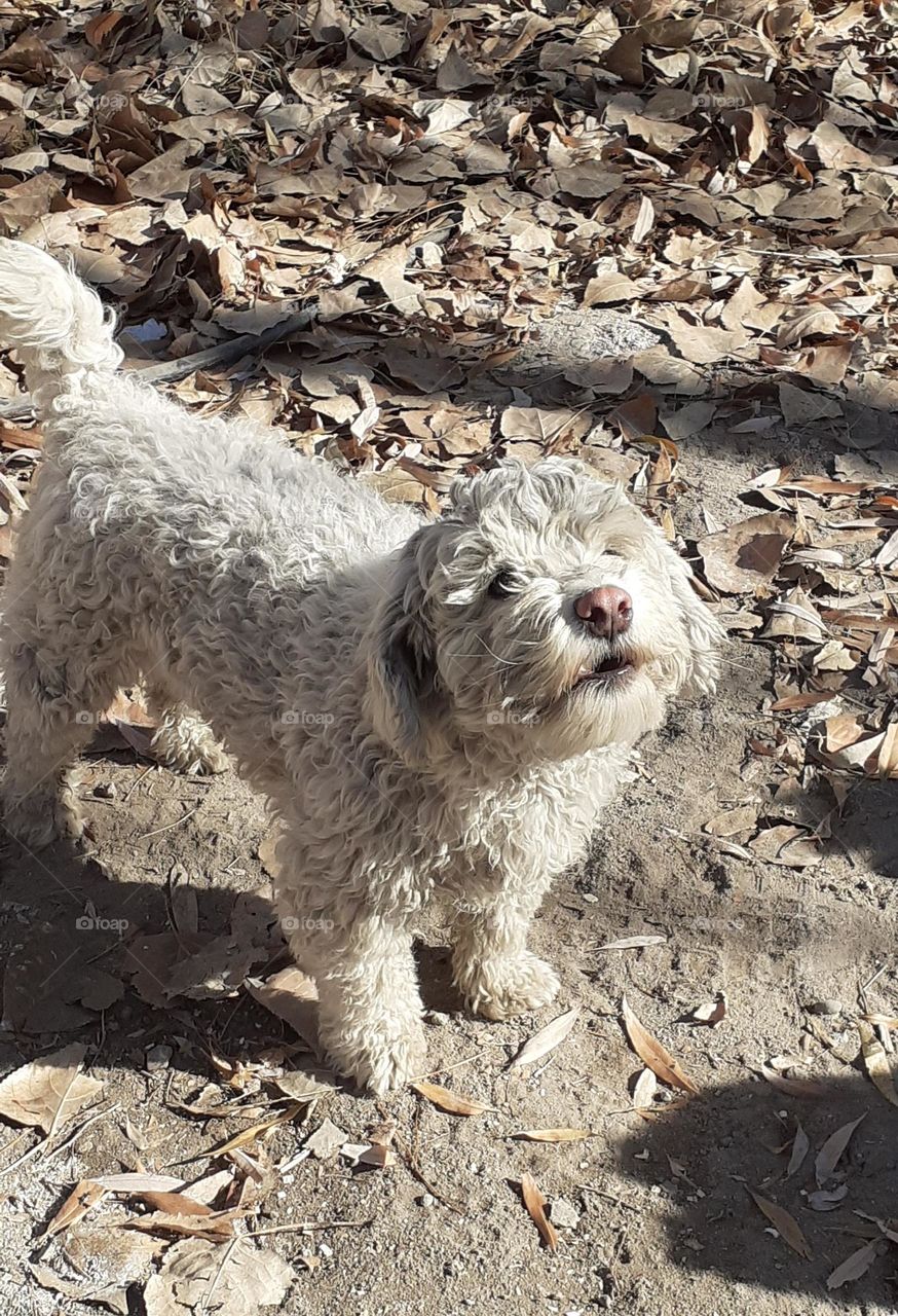 el perro callejero