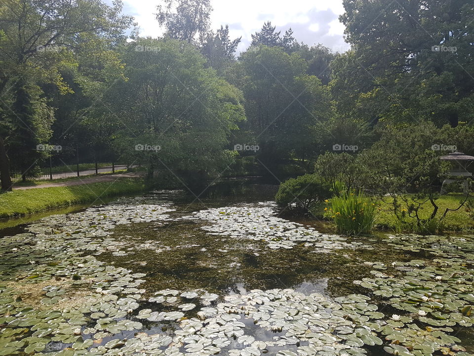 Pond landscape