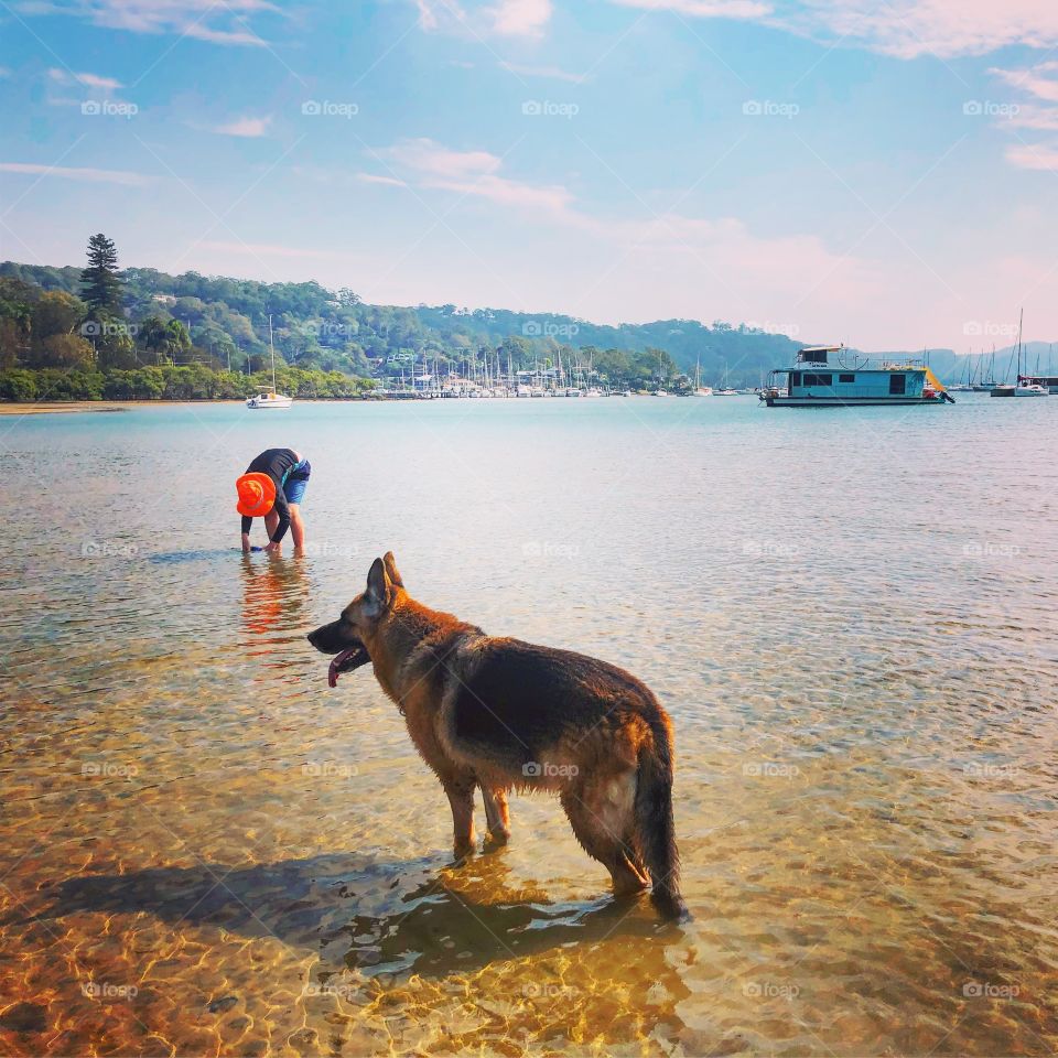 German Shepherd dog in the shallow water with boy