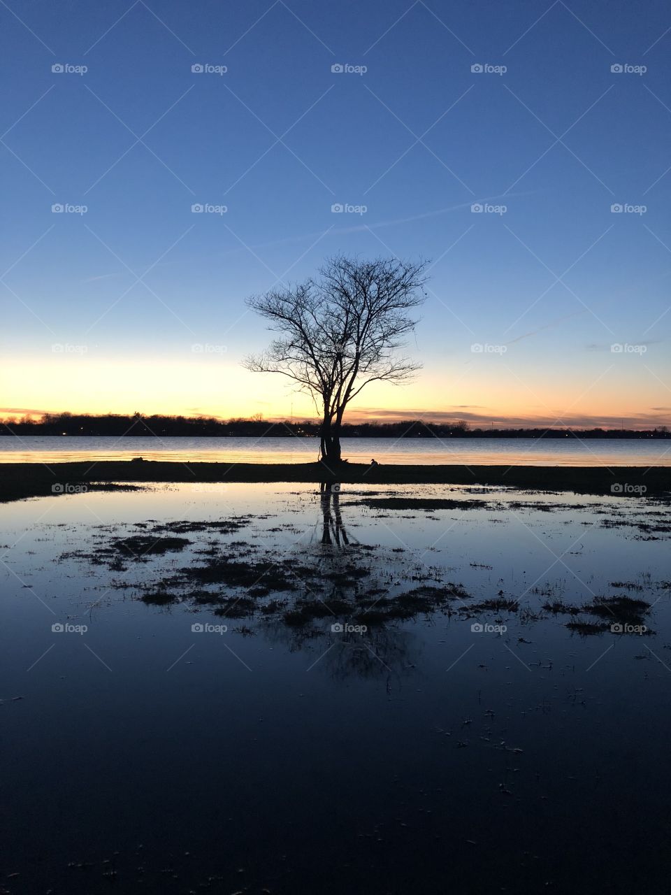 Lovely, lonely tree at Winona Lake, IN