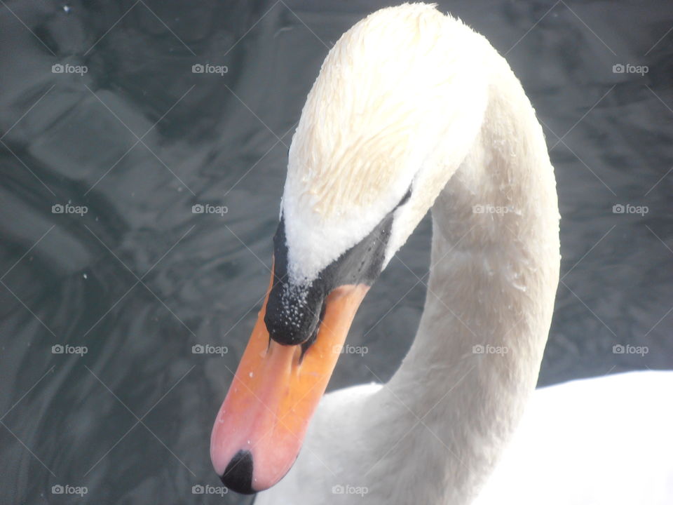 Swan Up Close