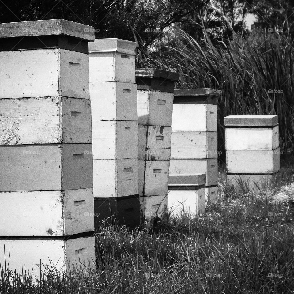 Bee Hives