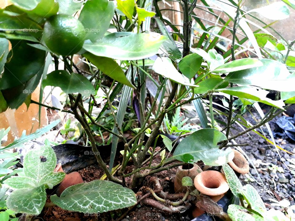 plants with mini pots