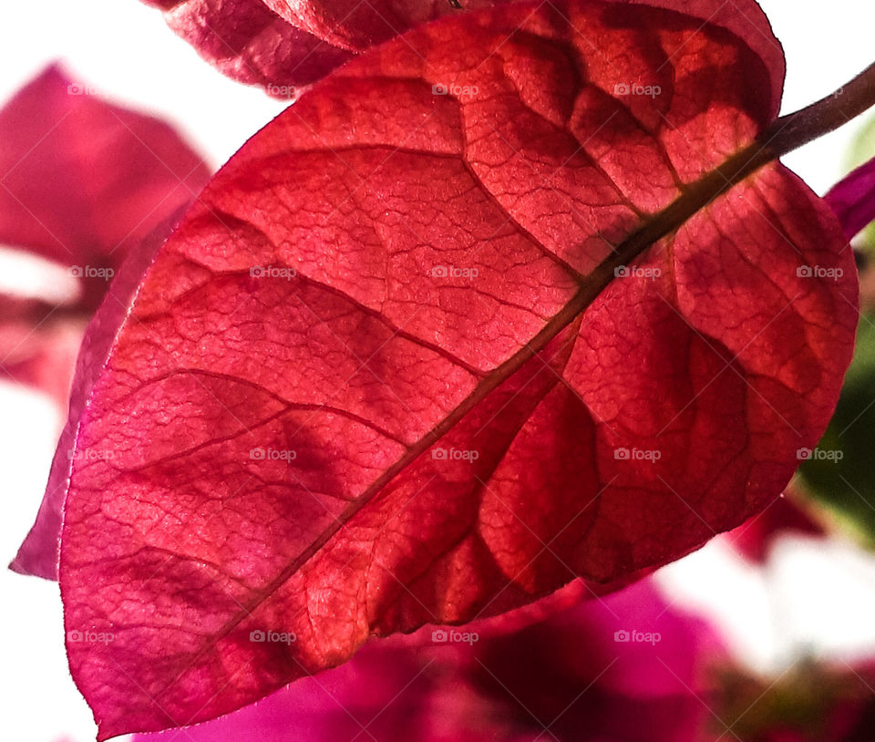 Red leaf 🍁