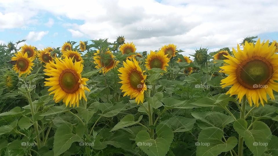 Sunflowers
