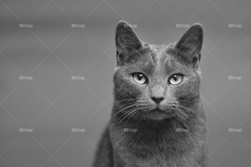 Bleu the Manx Kitty in Gray Tones