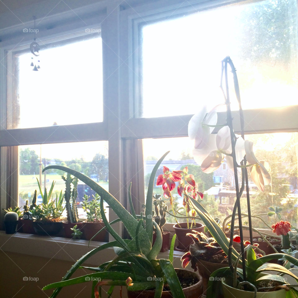 Window plants thriving in the sun.