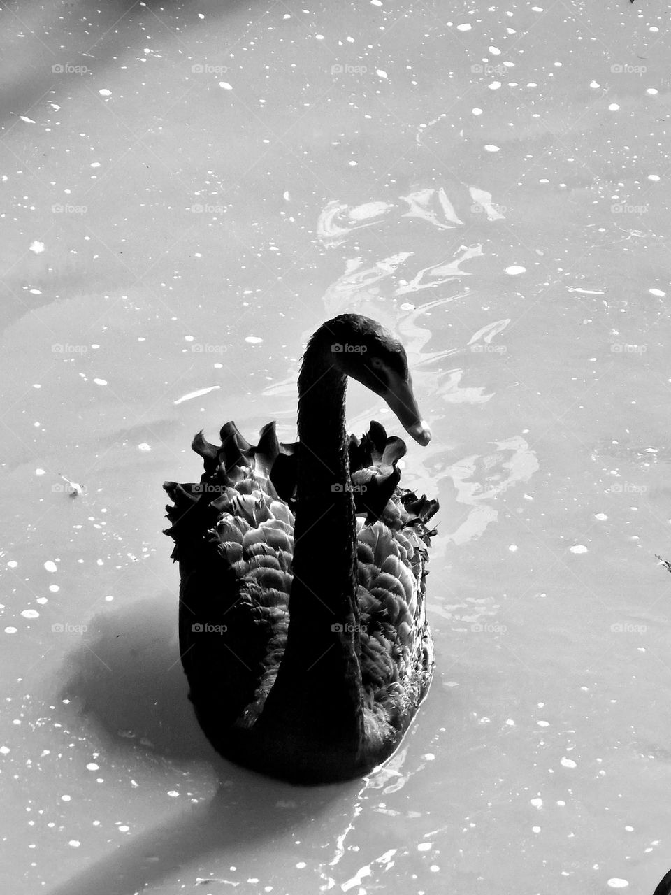 swan in black and white