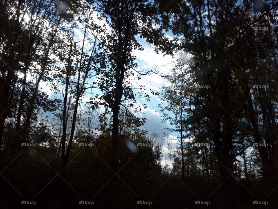 clouds n trees