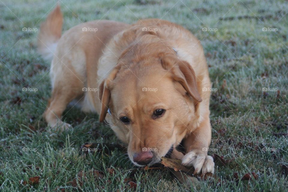 Léon - my Best friend 