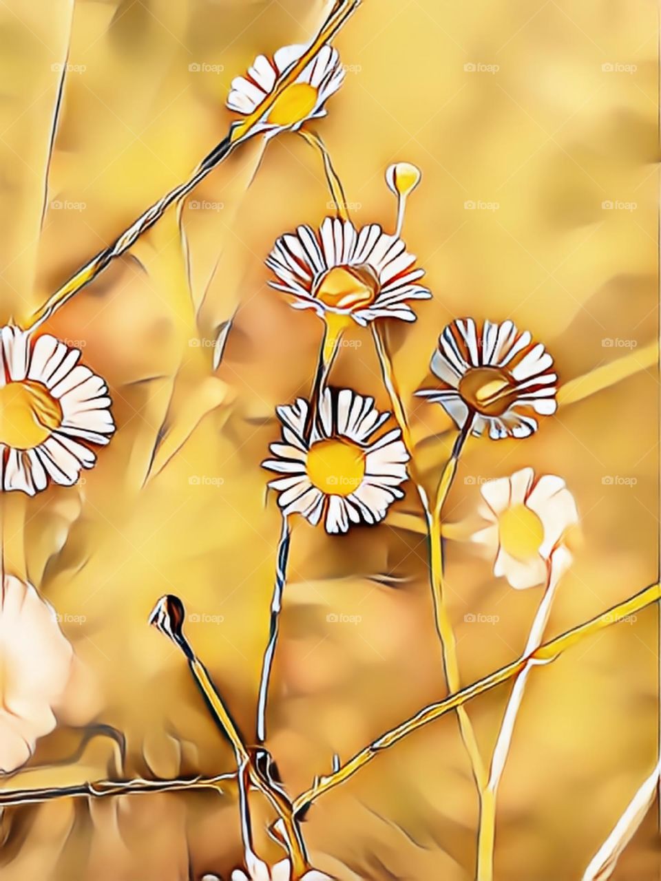 Daisies 