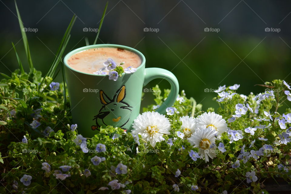 Nature, Flower, Flora, Summer, Grass