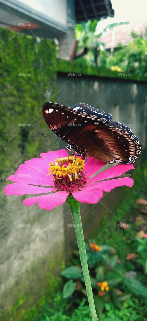 a beautiful butterfly with colorful wings is really beautiful perched on a flower that is in bloom