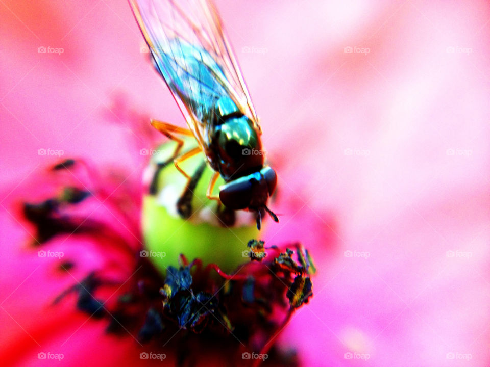 a tiny fly on the stamen of a flower