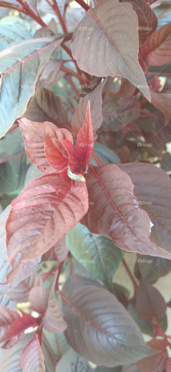 Amaranthus cruentus is a species of flowering plant that produces the nutritious staple amaranth seeds.